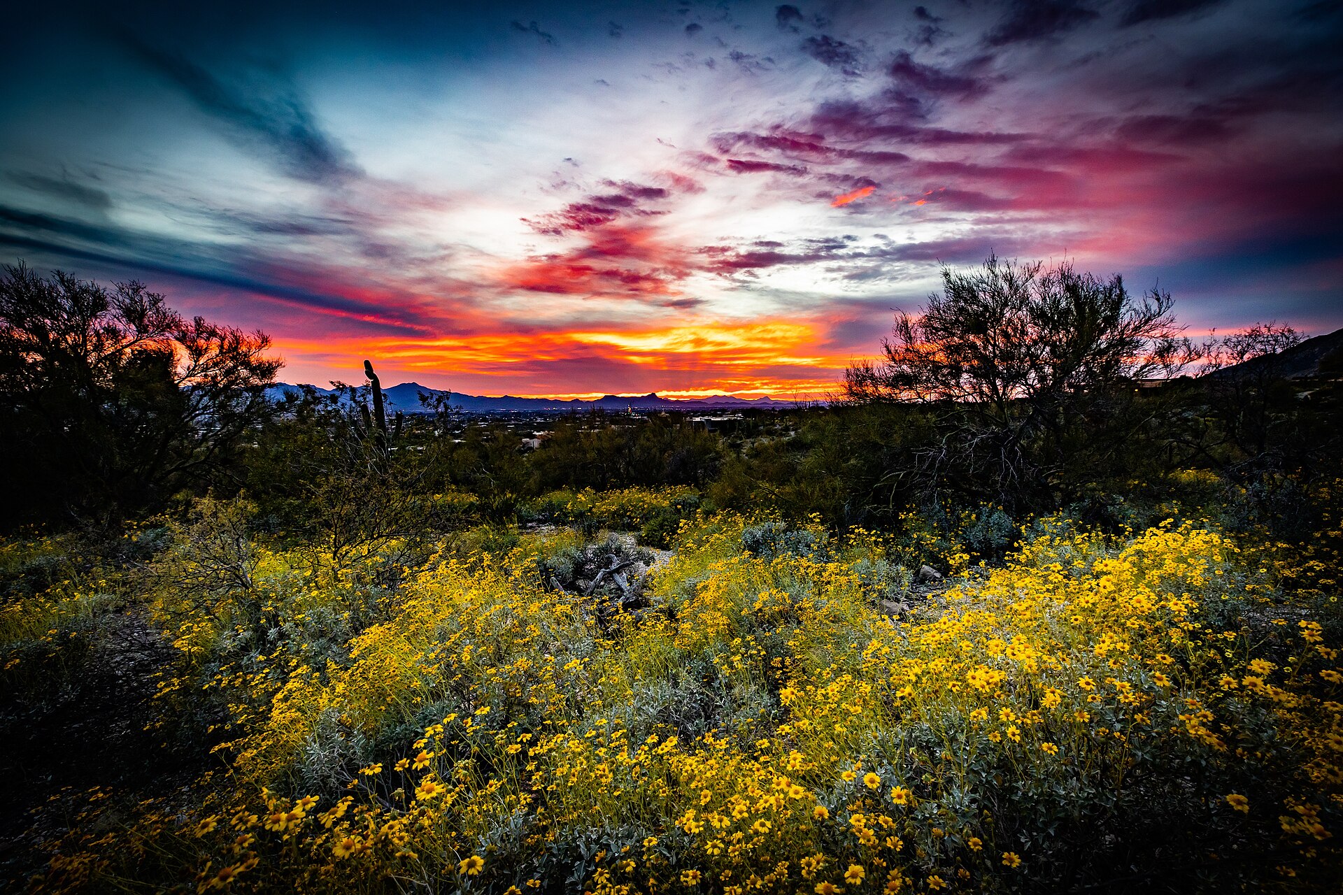 Real photograph of a colorful sunset over the Sonoran Desert, Tucson, Arizona, with cacti and mountains